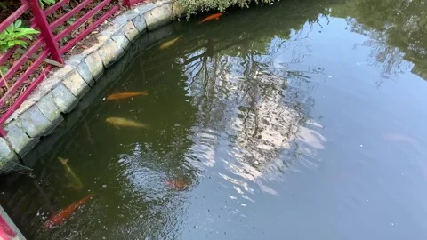 Koi fish in the river Stock Footage 255707415
