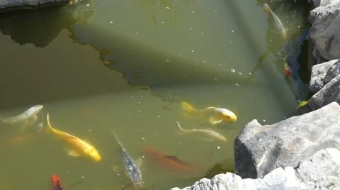 Koi Fish in Serene Pond Stock Footage 40461811