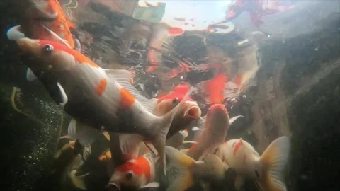 Koi fish in slow motion Stock Footage