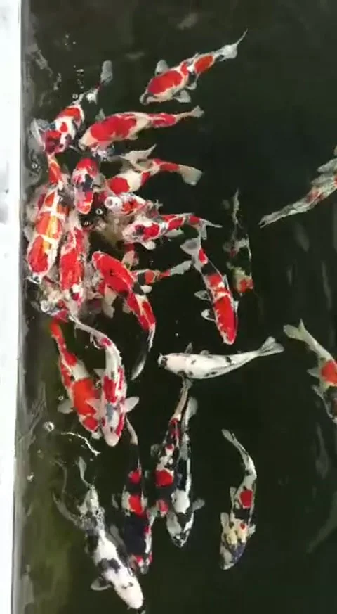 Koi fish sowa Vídeos de archivo 234260074