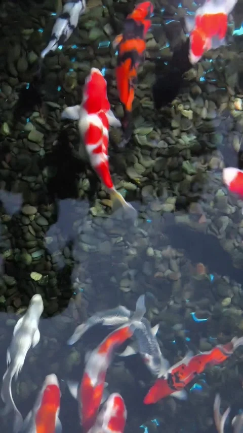 Koi fish swarm in dark, churning water Stock Footage 340142976