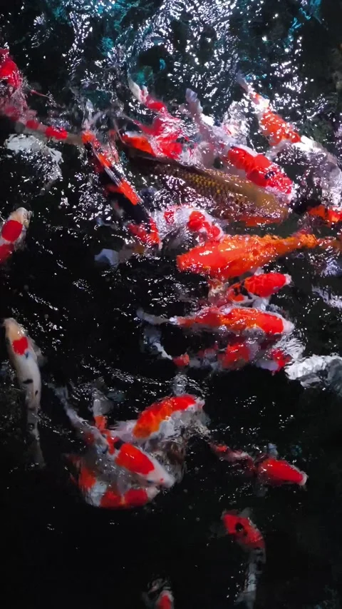 Koi fish swarm in dark, churning water Stock Footage 344776575