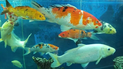 Koi fish swim in clear water at an aquarium with colorful surroundings Stock Footage 344333689