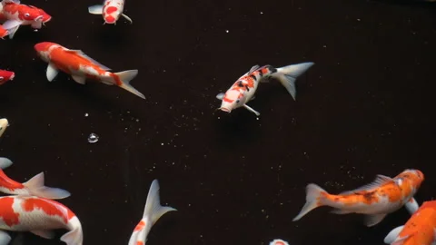 Koi fish swim close up view with dark background Stock Footage 155194951
