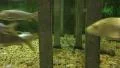 Koi Fish Swim Thru Stone Pillars 4k or 4k+ Resolution