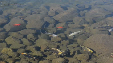Koi fish swiming Video stock 42558338