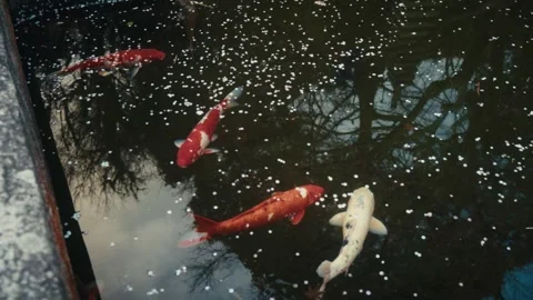 Koi Fish Swimming with Fallen Petals in Pond, Hasedera Temple, Kamakura, Japan Stock Footage 345019349