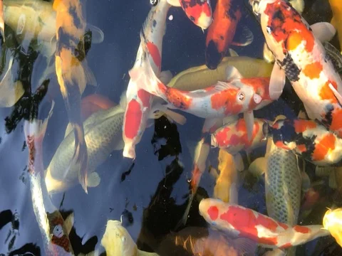 Koi fish swimming Stockbeeldmateriaal 75462615