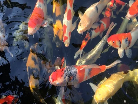 Koi fish swimming Stockbeeldmateriaal 75462641
