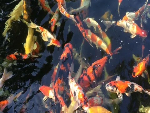Koi fish swimming Stockbeeldmateriaal 75462653
