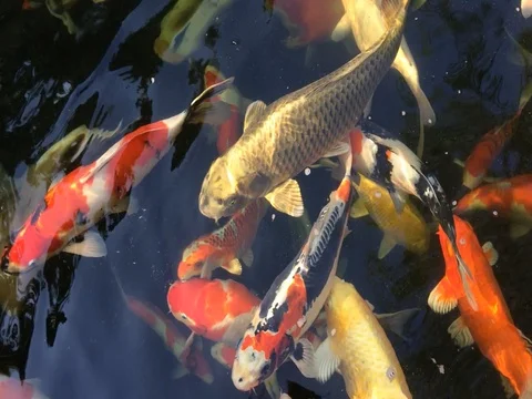 Koi fish swimming Stockbeeldmateriaal 75462665