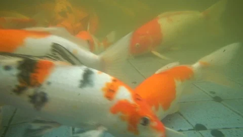 Koi fish swimming. Stock Footage 98248404