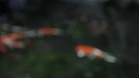 Koi Fish Swimming Stock Footage 104689473