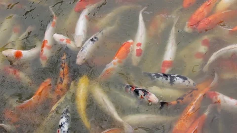 Koi fish swimming Stock Footage 104791429