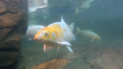 Koi Fish Swimming Stock Footage 120313804