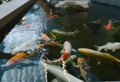 Koi Fish Swimming Vidéo 129792795