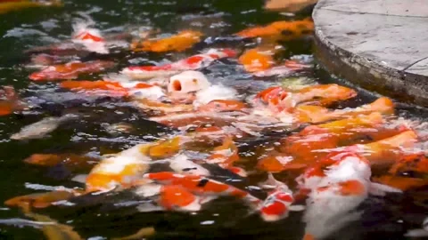 Koi Fish Swimming Gracefully At The Surface Of A Clear Pond Stock Footage 300070439