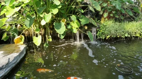 Koi fish swimming gracefully in tranquil garden pond natural setting serene Stock Footage 323913048