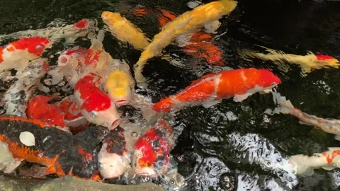 Koi fish swimming inside a pond Stock Footage 261558726