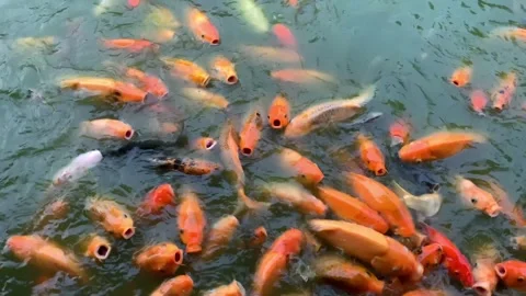 Koi Fish swimming inside a water koi pond Vídeos de archivo 287584623