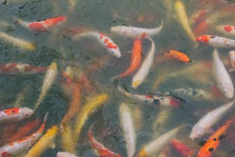 Koi fish swimming Stock Photos