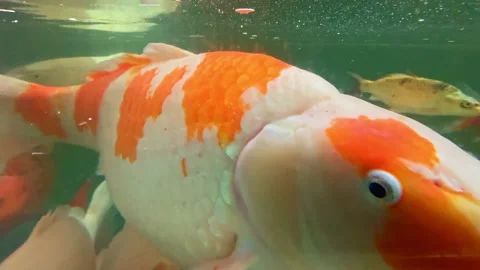 Koi fish swimming in a pond during a sunny day in a garden Stock Footage 332047499