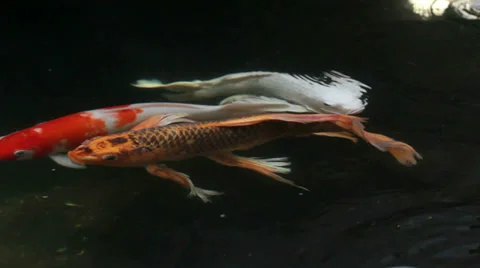 Koi fish swimming in a pond Video stock 35732945