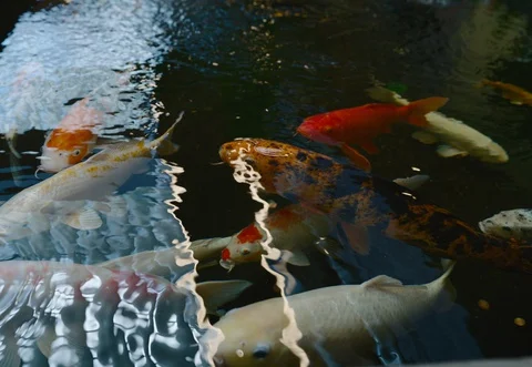 Koi Fish Swimming In The Pond Stock Footage