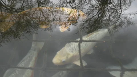 Koi fish swimming in a pond. Video stock 144592811