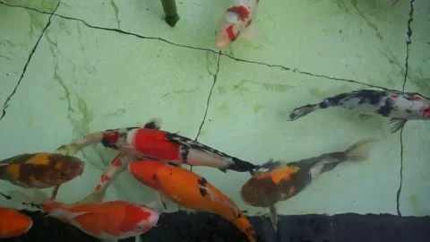 Koi fish swimming in the pond Stock Footage 252035076