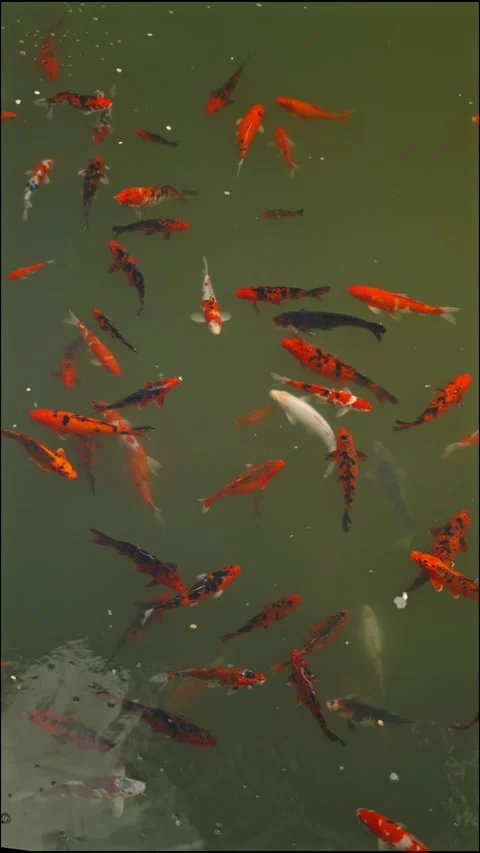 Koi fish swimming in pond 動画素材 335950700
