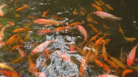 Koi fish swimming in a pond Видео 342625546