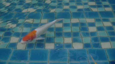 Koi Fish Swimming In Reflecting Pool - Asiatique The Riverfront - Bangkok - Stock Footage 337751861