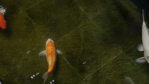 Koi fish swimming top down view in clear water Stock Footage 148382962