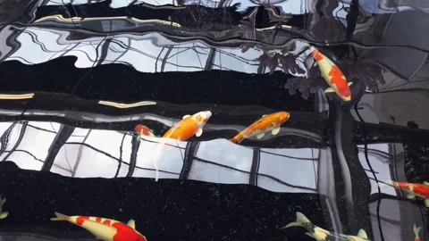 Koi Fish Swimming Under Abstract Reflections in Ornamental Pond Video stock 336731000