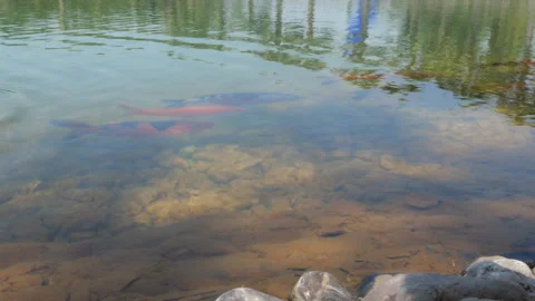 Koi Fish Swimming Under Clear Pond Water With Rocky Bottom 스톡 동영상 337461357