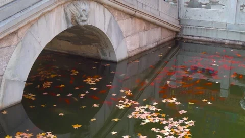 Koi Fish Swimming Under Stone Bridge with Floating Autumn Maple Leaves Stock Footage 342233125