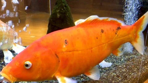 Koi Fish in tank Video stock 98205460