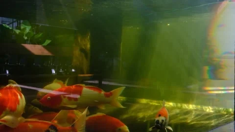 Koi Fish in the Tank 動画素材 243616606