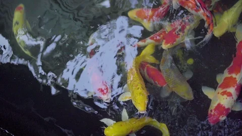 Koi fish top view shot, Fancy Carp are swimming in outdoor pond and garden. Stock Footage 121443228