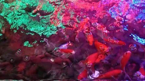 Koi fish at train station Vidéo 209184936