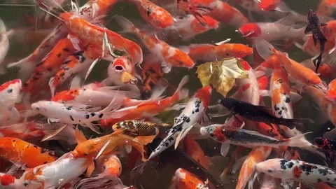 Koi fish under the ice winter and early spring climate Stock Footage 261801606