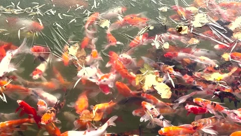 Koi fish under the ice winter and early spring climate Stock Footage 261916151