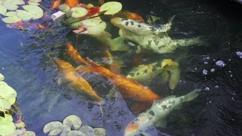 Koi Fish Under Lily Pads Stock Footage 344311780