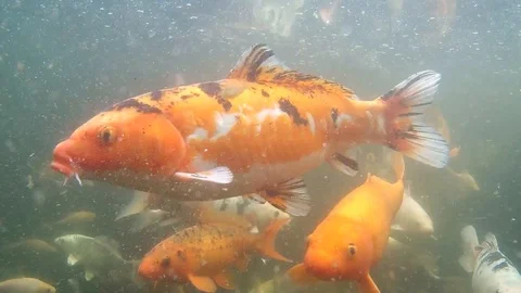 Koi fish under water Stock Footage 106618935