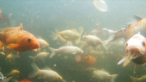Koi fish under water Stock Footage 106618945