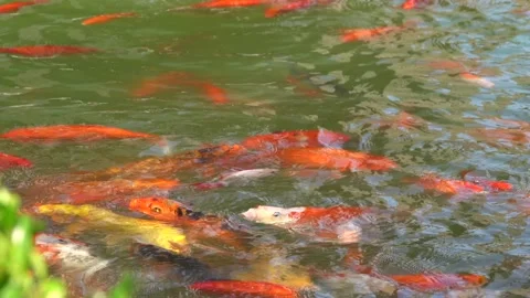 Koi fish in the underwater Stock Footage 220114494