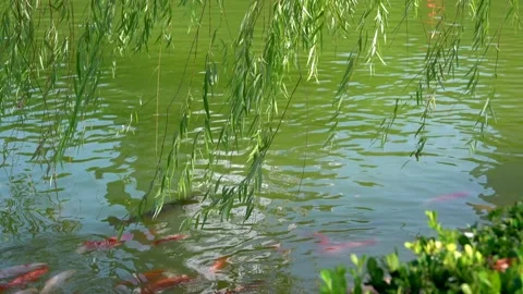 Koi fish in the underwater Stock Footage 220114495