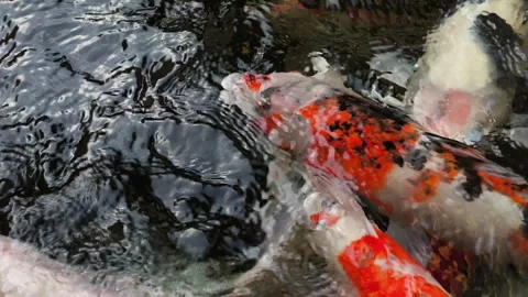 Koi fish with vivid patterns swimming in clear freshwater Stock Footage 327015975