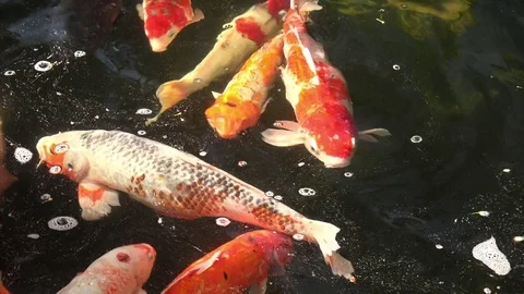 Koi Fish at Wat Pho Temple in Bangkok, Thailand 스톡 동영상 76538434